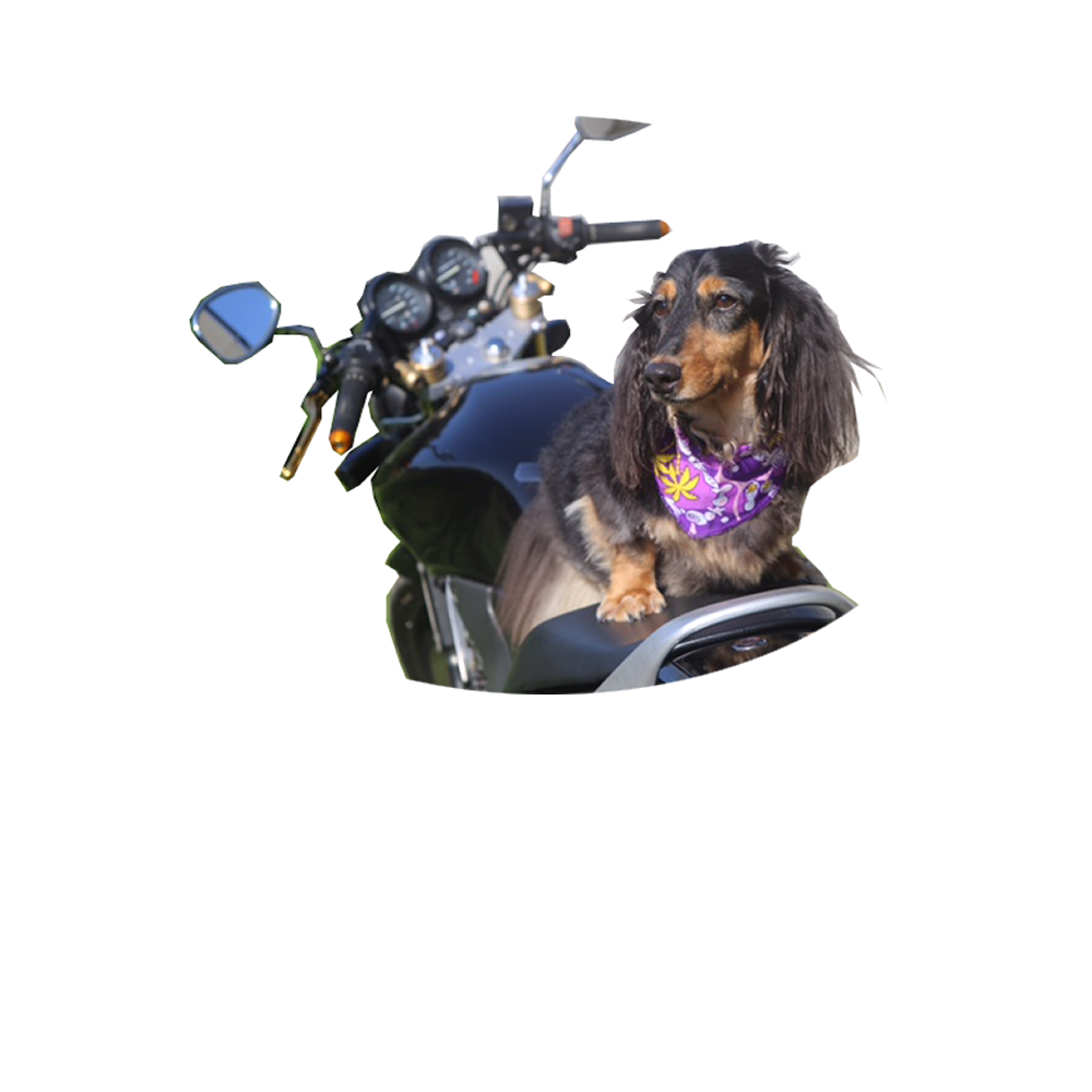 SAMPLE SITE